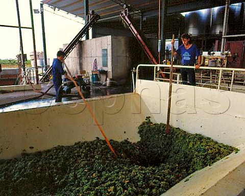 Harvested Semillon grapes arriving at De Bortoli   winery Griffith New South Wales Australia   Riverina