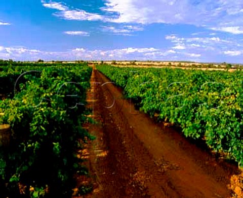 Vineyard of De Bortoli Griffith New South Wales   Australia     Riverina