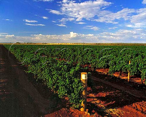 Vineyards near Griffith New South Wales    Australia Murrumbidgee irrigation area