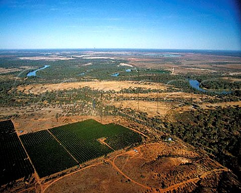 Citrus groves by the Murray River near Renmark SA