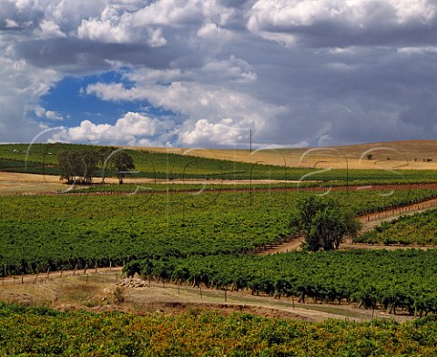 Vineyards near Auburn South Australia  Clare Valley