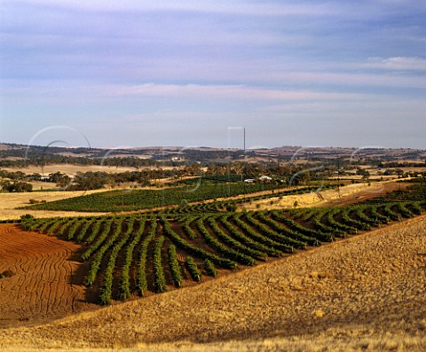 Petaluma vineyards near Clare South Australia   Clare Valley