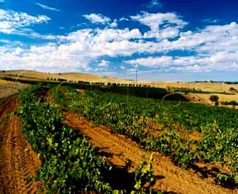 Petaluma vineyards near Clare   South Australia   Clare Valley