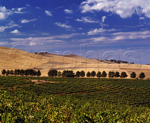 Petaluma vineyards near Clare   South Australia   Clare Valley