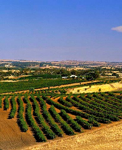 Petaluma vineyards in the Clare Valley near Clare   South Australia