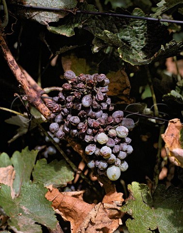 Oidium powdery mildew on Chenin Blanc grapes