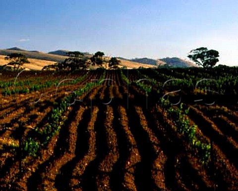 New vineyard south of Tanunda South Australia  Barossa Valley