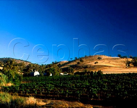 Vineyard at foot of the Barossa Range  Tanunda South Australia   Barossa Valley
