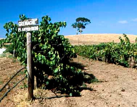 Grenache vines planted in 1936 in the Barossa   Settlers Vineyard Lyndoch South Australia    Barossa Valley