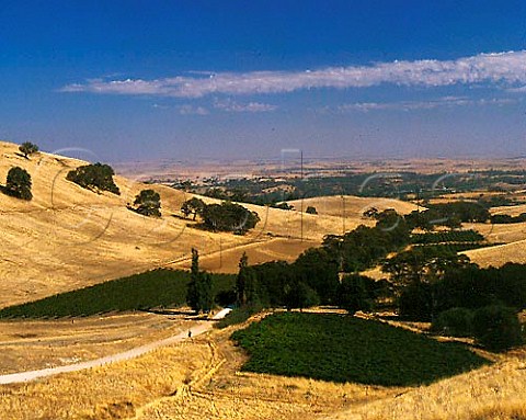 Vineyards at the foot of the Barossa Range near   Lyndoch South Australia  Barossa  Valley