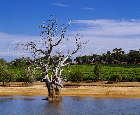 Low level of dam due to drought in Heggies  Vineyard of Yalumba Eden Valley South Australia