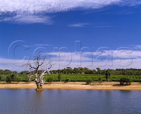 Dead gum tree in dam low level due to drought   Heggies Vineyard Eden Valley South Australia