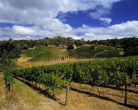 Tiers vineyard of Tapanappa viewed over Pfitzner   vineyard  Piccadilly South Australia   Adelaide Hills