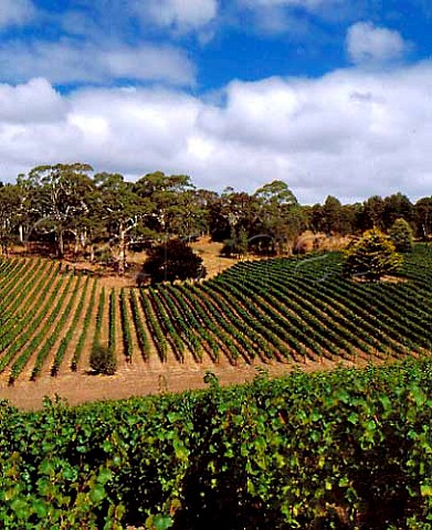Tiers vineyard of Tapanappa viewed over Pfitzner vineyard  Piccadilly Valley South Australia  Adelaide Hills