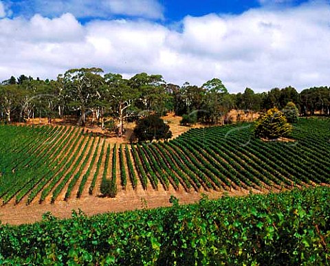 Tiers vineyard of Tapanappa viewed from Pfitzner vineyard Piccadilly Valley Adelaide Hills