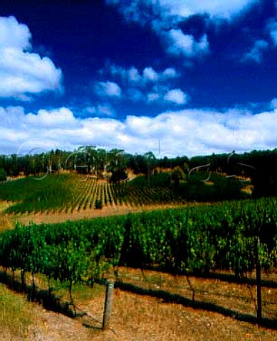 Tiers vineyard of Tapanappa viewed from Pfitzner vineyard Piccadilly Valley South Australia   Adelaide Hills