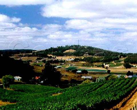 Mount Bonython vineyard of Petaluma   Piccadilly Valley South Australia   Adelaide Hills