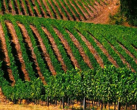 Mount Bonython vineyard of Petaluma Piccadilly   Valley  South Australia  Adelaide Hills