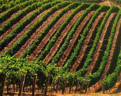 Mount Bonython vineyard of Petaluma Piccadilly   Valley South Australia   Adelaide Hills