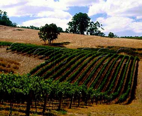 Mount Bonython vineyard of Petaluma   Piccadilly Valley South Australia  Adelaide Hills