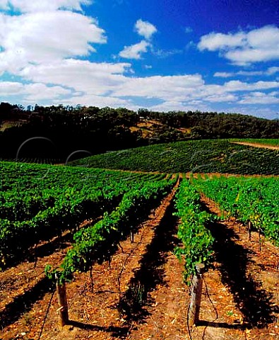Summertown vineyard of Petaluma Piccadilly Valley   Adelaide Hills