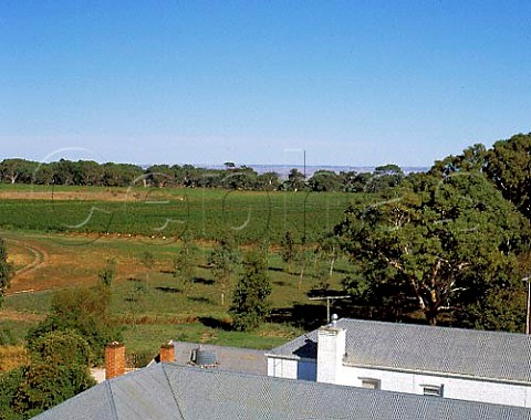 Vineyards on the flood plain of Langhorne Creek   viewed from roof of Bleasdale Winery  South Australia