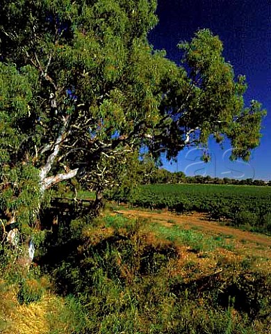 Vineyards of Bleasdale Winery on the flood plain of Langhorne Creek South Australia