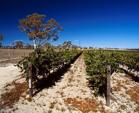 Riesling vines on sandy soil in Lindemans vineyard  Padthaway South Australia