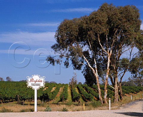Penfolds Padthaway Vineyards   Padthaway South Australia