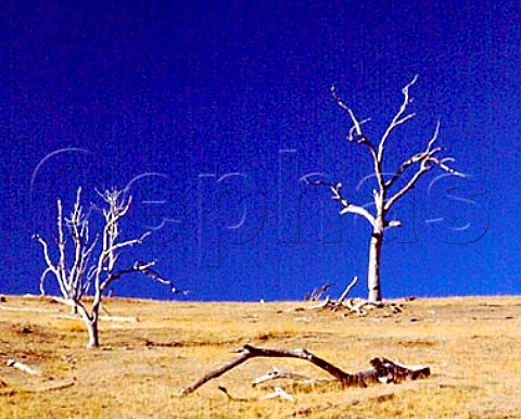 Dead Gum trees Victoria