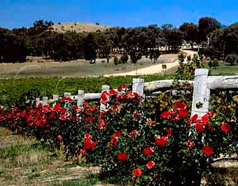 Roses at the end of each row of vines  Taltarni Vineyards Moonambel Victoria   Australia   Pyrenees