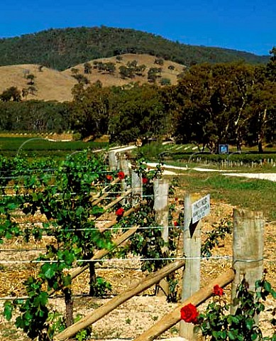 Pinot Noir vineyard of Blue Pyrenees Estate in   the hills of the Great Dividing Range at Avoca   Victoria Australia     Pyrenees