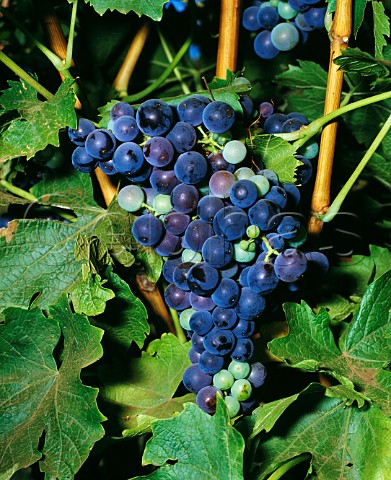 Aleatico grapes Italy