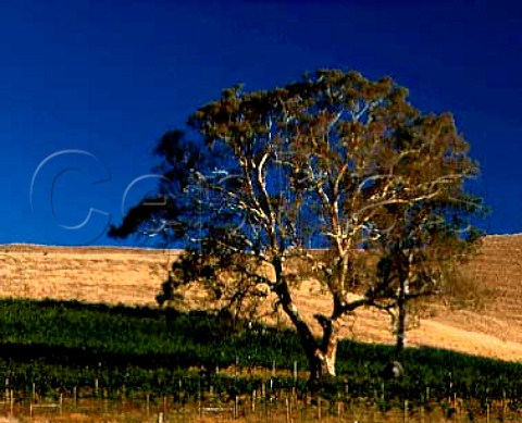 Delatite vineyard 1500feet up on the northern   slopes of the Great Dividing Range at Mansfield   Victoria Australia  Central Victorian High Country