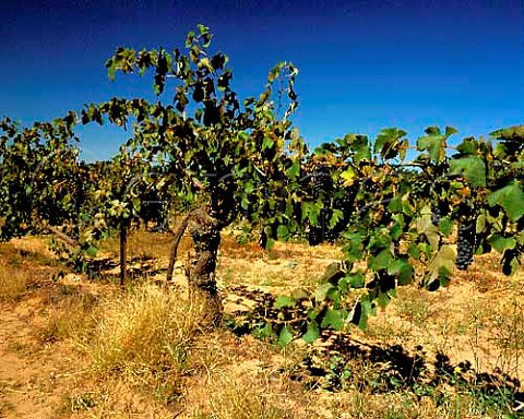 Shiraz vines planted in 1860 in vineyard of Tahbilk   Tabilk Victoria Australia    Goulburn Valley