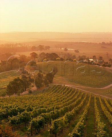 Sunset over the vineyards of Coldstream Hills Coldstream Victoria Australia   Yarra Valley