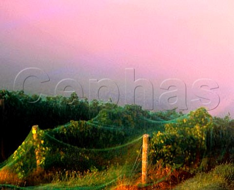 Early morning mist over Coldstream Hills Vineyards  The vines are covered with antibird netting just   before the harvest    Coldstream Victoria   Australia     Yarra Valley