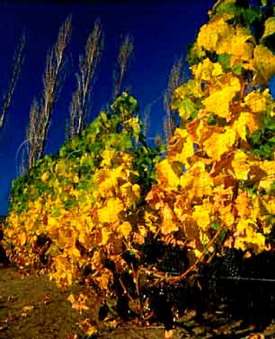 Pinot Noir vineyard in early autumn at   Moorilla Estate Berriedale near Hobart   Tasmania Australia    Derwent