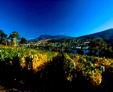 Pinot Noir vines in early autumn at   Moorilla Estate Berriedale near Hobart   Tasmania Australia