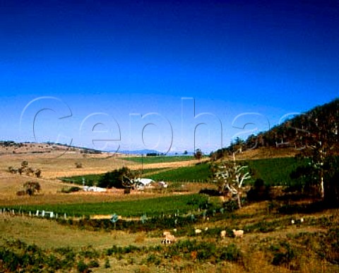 Freycinet Vineyard Bicheno Tasmania Australia