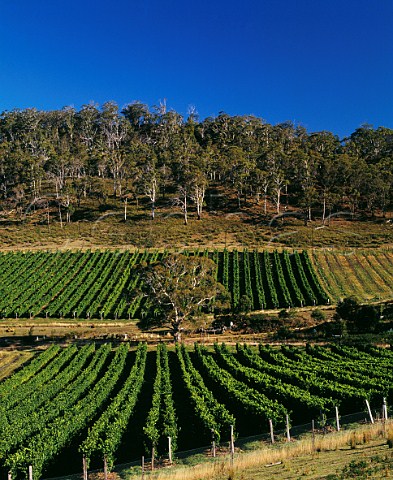 Freycinet Vineyard near Bicheno Tasmania Australia  East Coast