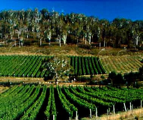 Freycinet Vineyard near Bicheno Tasmania   Australia
