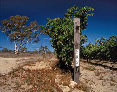 Riesling vines on sandy soil in Lindemans vineyard at Padthaway   South Australia 