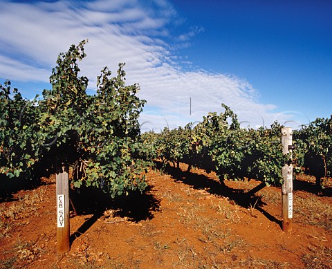 Cabernet Sauvignon and Shiraz vines on the Terra Rossa soil clay loam of Coonawarra South Australia 