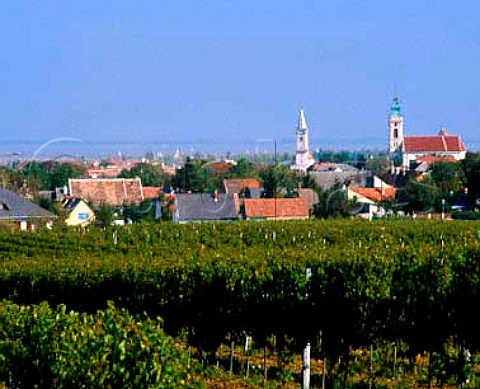 Vineyards around the town of Rust with the   Neusiedler See beyond Burgenland Austria  NeusiedlerseeHgelland