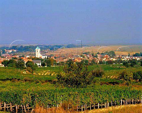 Vineyards around town of Oggau with the Neusiedler   See in the distance   Burgenland Austria   NeusiedlerseeHgelland