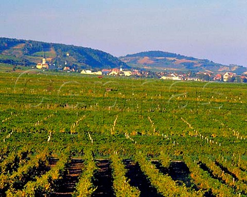 Vineyards around the town of Gumpoldskirchen south   of Vienna  Austria    Thermenregion