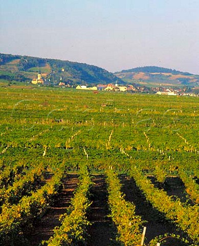 Vineyards around the town of Gumpoldskirchen south   of Vienna  Niedersterreich Austria   Thermenregion