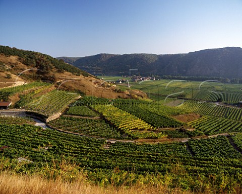 Vineyards surround the wine village of Oberloiben in   the Wachau Austria