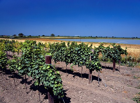 Vineyard by one of the many lakes on the eastern side of the Neusiedler See Apetlon Burgenland Austria     Neusiedlersee